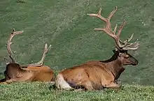 Image 3The Rocky Mountain elk is the Utah state mammal. (from Utah)