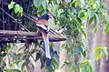 Rufous Treepie