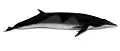 Antarctic minke whale illustration with a dark top, a creamy underside, a long robust body, and a dorsal fin where the back begins to slope down