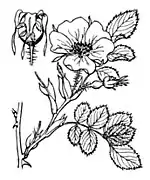 Botanical illustration