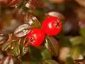 Close-up on berries of Cotoneaster dammeri in Winter