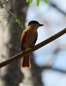 Bird on branch