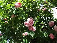 English Rose 'Constance Spry' (Austin, 1960)