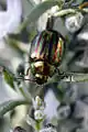 Rosemary beetle, on Rosmarinus officinalis in Molyvos, Greece