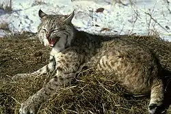 Bobcat