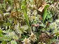 Round-leaved sundew and baby purple pitcher plants