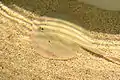 A round stingray in the Reiman Aquarium at Discovery World.