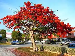 Image 1Royal Poinciana tree in full bloom in the Florida Keys, an indication of South Florida's tropical climate (from Geography of Florida)