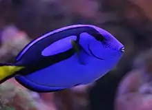 Royal blue tang