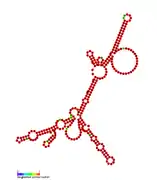 RsaJ:  Secondary structure of RsaJ. Rfam family RF01822