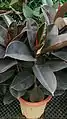 Many cultivars, such as this Ficus elastica 'Robusta', are common in the houseplant trade