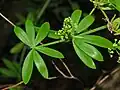 Leaves of Rubia peregrina