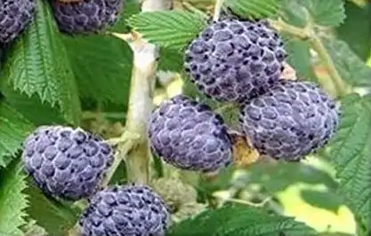 Close-up of fruit