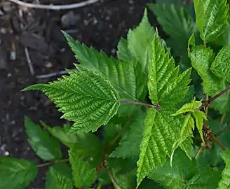 Foliage