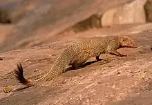 Brown mongoose