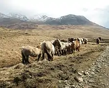 Ponies on Rum