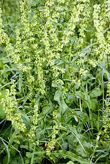 A plant of Rumex crispus, showing the curled edges of the leaves