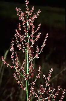 Rumex thyrsiflorus.