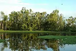 Melaleuca forest belongs to Láng Sen wetland conservation area