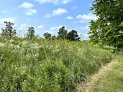 Trail along the savanna