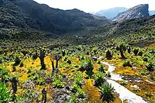 Image 4Rwenzori mountains in Uganda (from Uganda)