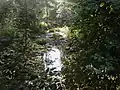 Simonson Brook running through the Bunker Hill Environmental Center