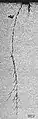 Stress corrosion cracking in 316L by synthetic seawater