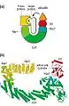 Morgan, David "Protein Degradation in Cell-Cycle Control", The Cell Cycle; Principles of Control 2007