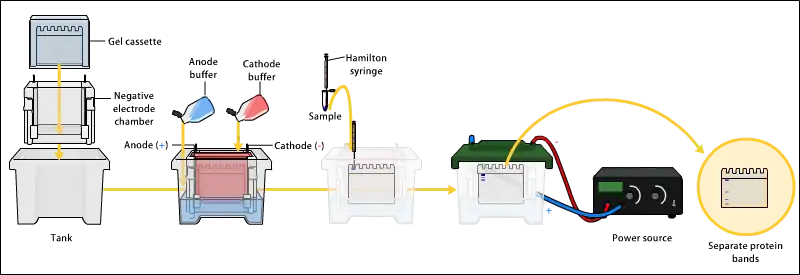 An image of the general setup of the SDS-PAGE technique. It begins with assembling of the electrophoresis apparatus followed by addition of specific buffer solutions. Then samples are loaded into the wells of the gel. Proper connection to a voltage is checked and electrophoresis is given some time to occur to generate a gel with hopefully distinct bands.