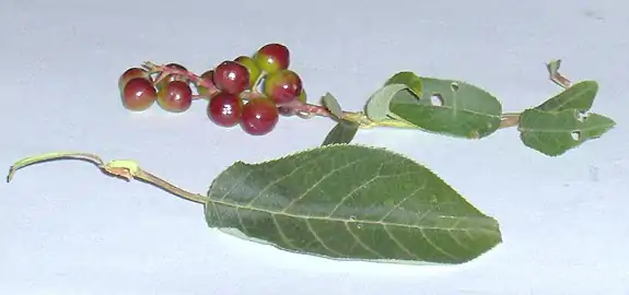 Leaf and drupes of Saskatchewan plant