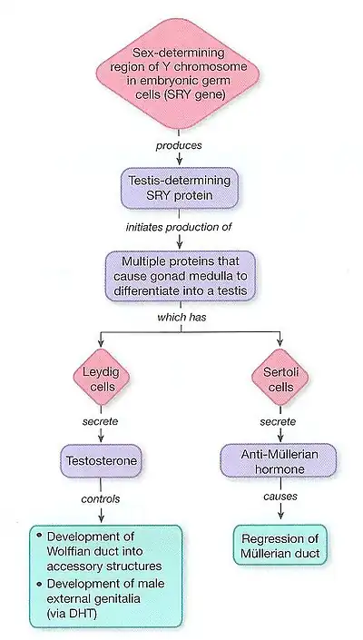 Figure One: The mesonephric System Pathway