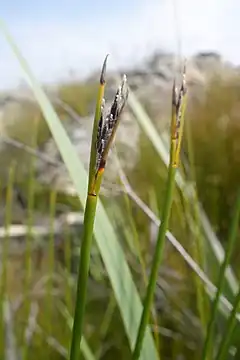 Round flowering stems of Schoenus lucidus