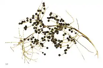 Sabal minor - MHNT