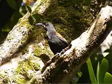 A saddleback on Ulva Island, New Zealand, an island bird sanctuary located off Stewart Island/Rakiura (where a sizable population of South Island saddlebacks is maintained).