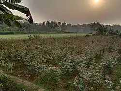 A flower garden in Birulia