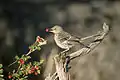 Sage thrasher on the refuge