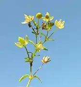 Inflorescence