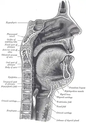 the larynx and associated musculature