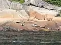 Harbor seals inside the park