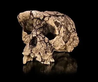 A ubiquitously cracked ape skull in three-quarters view, with the right side jutting out and the left side sloping in due to major warping