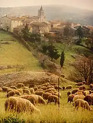 Sheep grazing outside the village in 1997