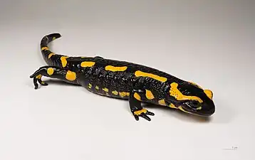 Salamander alkaloids, such as samandarin, occur on the skin of animals of the genus Salamandra.