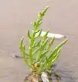 Occasionally, the pioneer community of Salicornia europea covers a saltwork pool.