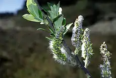 At the Humboldt Bay National Wildlife Refuge, California