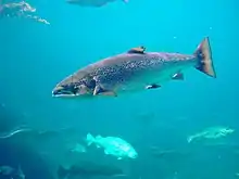 Atlantic salmon