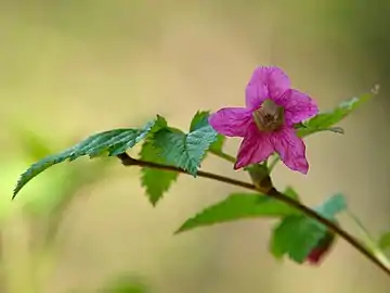 Salmonberry blossom