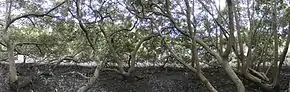 Image 15Inside a mangrove canopy, Salt Pan Creek, New South Wales (from Swamp)