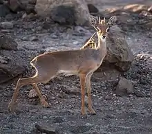 Small brown and white bovid