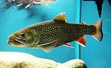 Brook trout