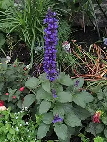 Salvia farinacea x Salvia longispicata "Mystic Spires Blue'